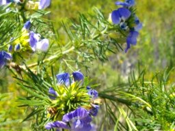 Psoralea pinnata leaves